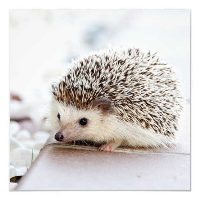 Foto Pequeño Hedgehog (Frente)