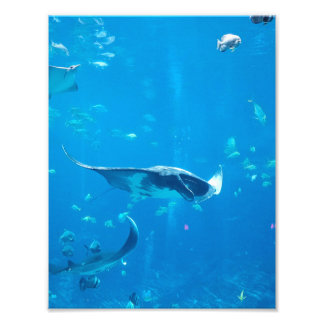 Foto PEQUEÑO/MEDIO TAMAÑO Poster #Y020 en fotografía