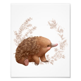 Foto Pequeños amigos australianos - Echidna