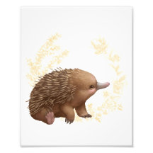 Pequeños amigos australianos - Echidna