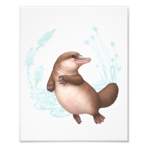Foto Pequeños amigos australianos - Platypus
