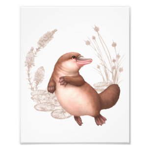 Foto Pequeños amigos australianos - Platypus