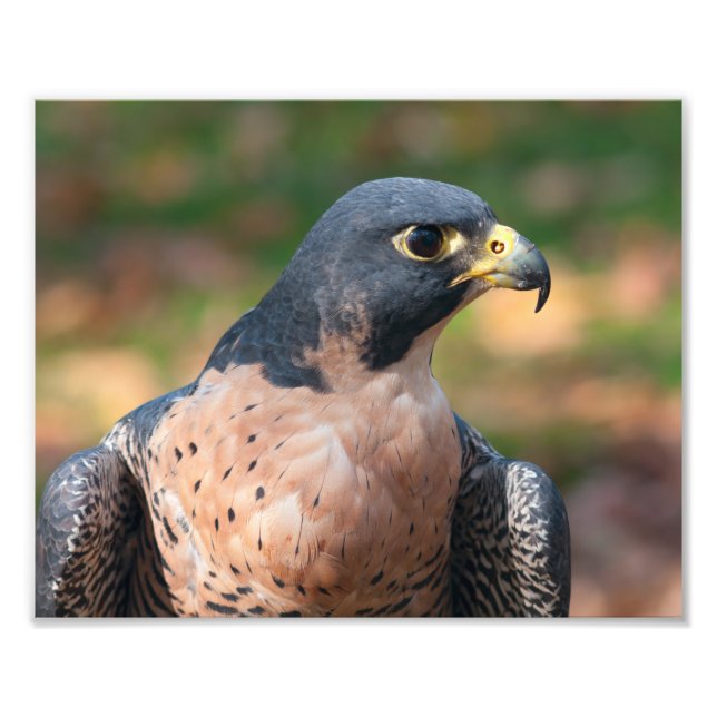 Foto Peregrine Falcon Profile (Frente)
