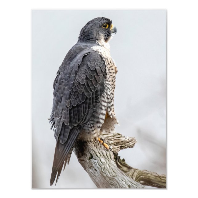 Foto Peregrine Falcons Peregrine (Frente)