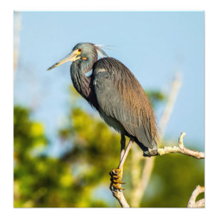 Foto Perfecto para aves 19.79 x 20.45 Kodak Pro Photo