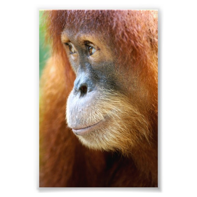 Foto Perfil de Orangutan (Frente)