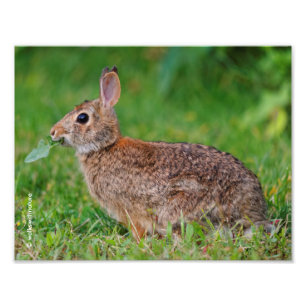 Foto Perfil de un conejo de cola de cola oriental