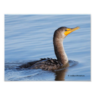 Foto Perfil de un cormorán de doble cresta