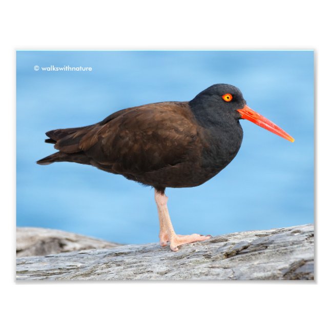 Foto Perfil de un Oystercatcher negro (Frente)