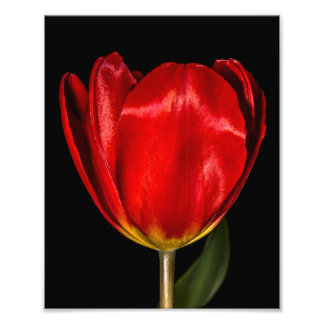Foto Perfil de un tulipán rojo