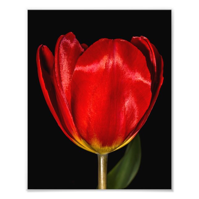 Foto Perfil de un tulipán rojo (Frente)