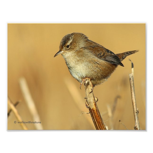 Foto Perfil de una bella Wren de Marsh (Frente)
