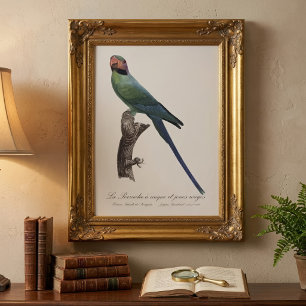Foto Perico Colilargo, Psittacula Longicauda