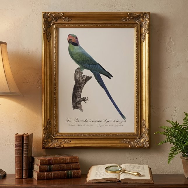 Foto Perico Colilargo, Psittacula Longicauda (Long-Tailed Parakeet, Psittacula Longicauda. Photo Print)