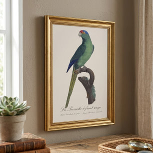 Foto Perico Frentianaranjado, Eupsittula Canicularis
