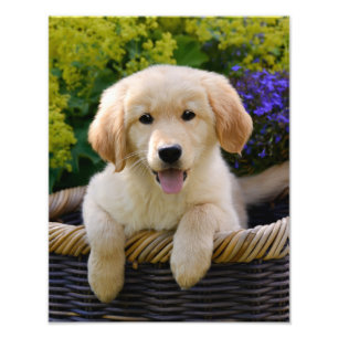 Foto Perrito encantador del perro del perro perdiguero