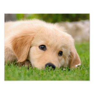 Foto Perrito lindo del golden retriever que soña -