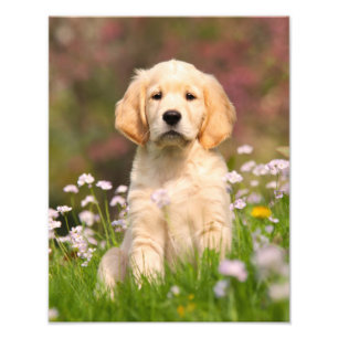 Foto Perrito lindo del perro del golden retriever -