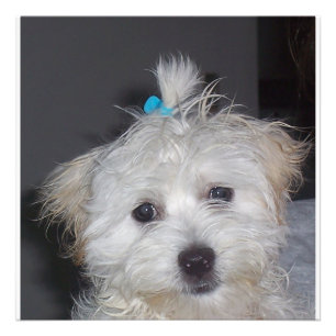 Foto Perrito maltés