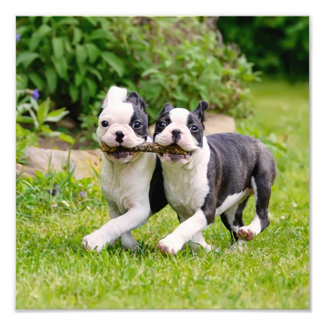 Foto Perritos divertidos de Boston Terrier jugando - (Frente)