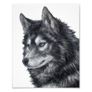 Foto Perro Balto