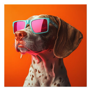 Foto Perro Bracco italiano genial con gafas de sol