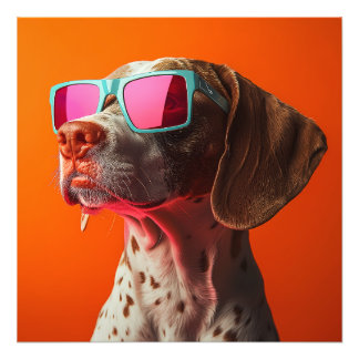 Foto Perro Bracco italiano genial con gafas de sol