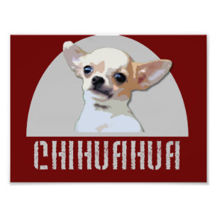 Foto Perro Chihuahua