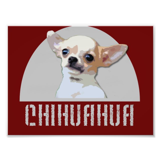 Foto Perro Chihuahua (Frente)