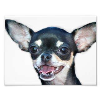 Foto Perro chihuahua