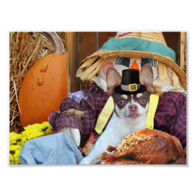 Foto Perro chihuahua de Acción de Gracias (Frente)