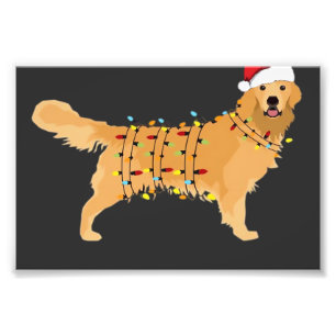 Foto Perro de Agua Retriever Fiesta Navidad Luz Esencia