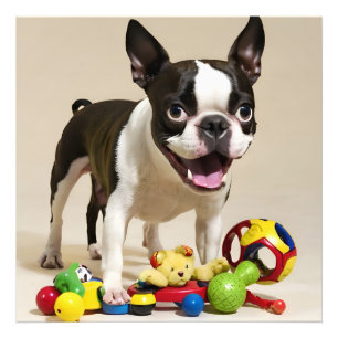 Foto Perro de Boston Terrier jugando con juguetes