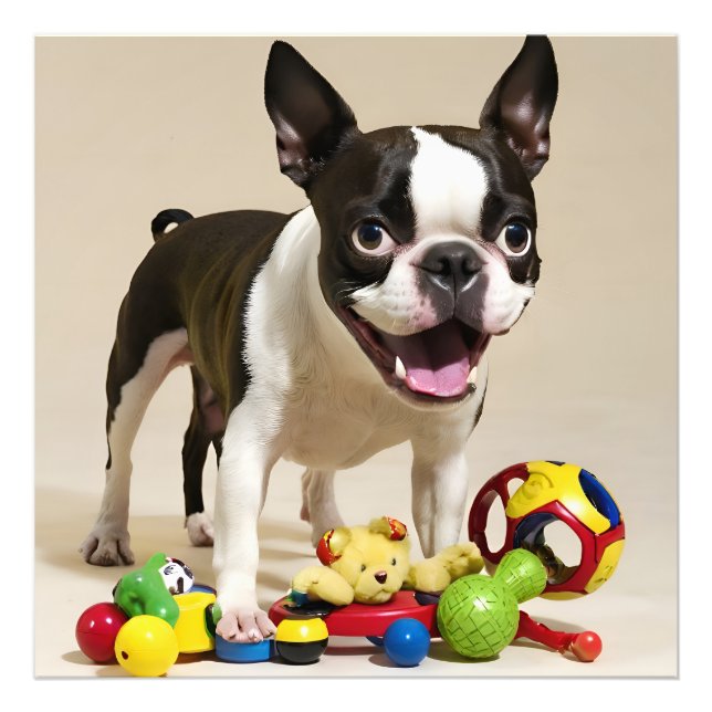 Foto Perro de Boston Terrier jugando con juguetes (Frente)