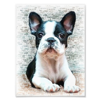 Foto Perro de bulldog francés