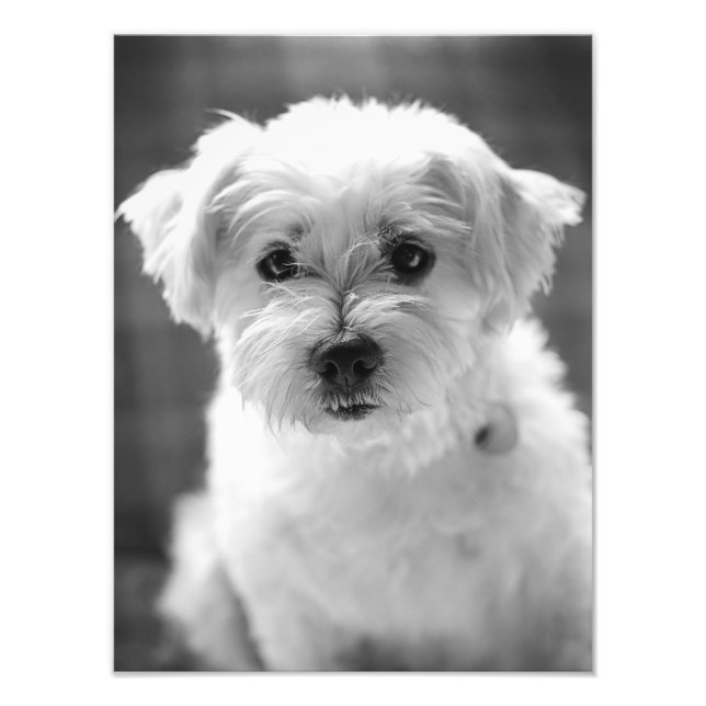 Foto Perro de Cachorro Blanco - ¡Buenos días! (Frente)