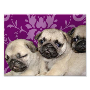 Foto Perro de cachorros
