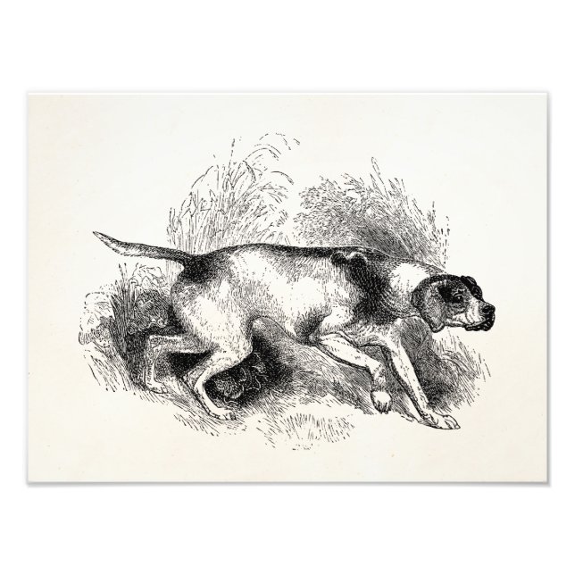 Foto Perro de caza de punteros vintage de 1800 punteros (Frente)