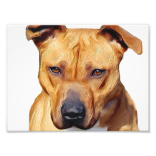 Foto Perro de Pitbull