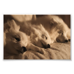 Foto Perro de Pomerania japonés/poster esquimal