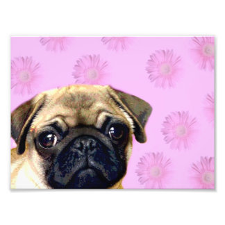 Foto Perro de pug