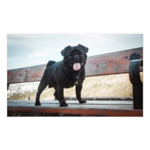 Foto Perro de pug gracioso