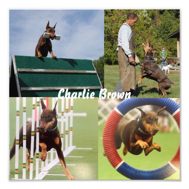 Foto Perro de trabajo (Frente)