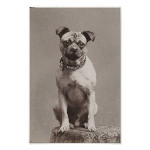 Foto Perro del vintage