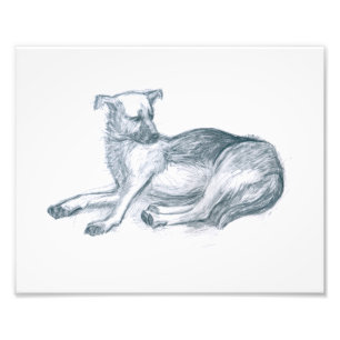Foto Perro. Dibujo a lápiz.