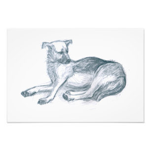 Foto Perro. Dibujo a lápiz.