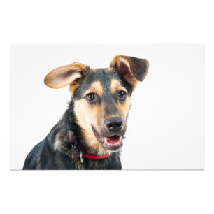 Foto Perro divertido cachorro