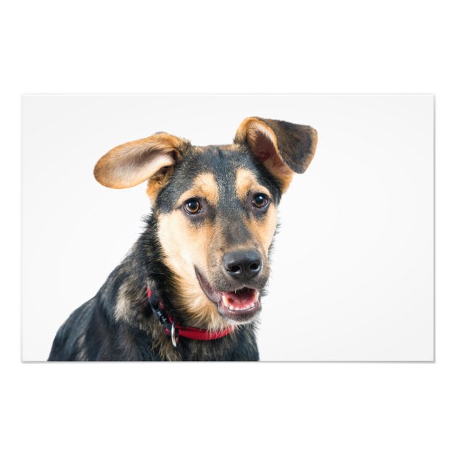 Foto Perro divertido cachorro (Frente)