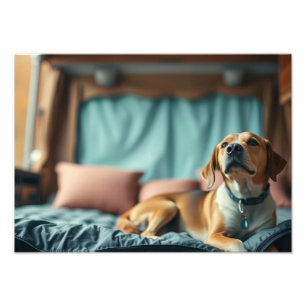 Foto Perro en cama