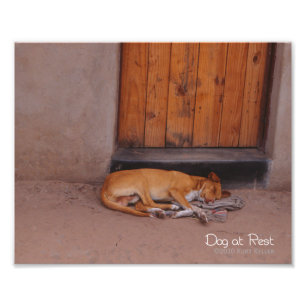 Foto Perro en reposo